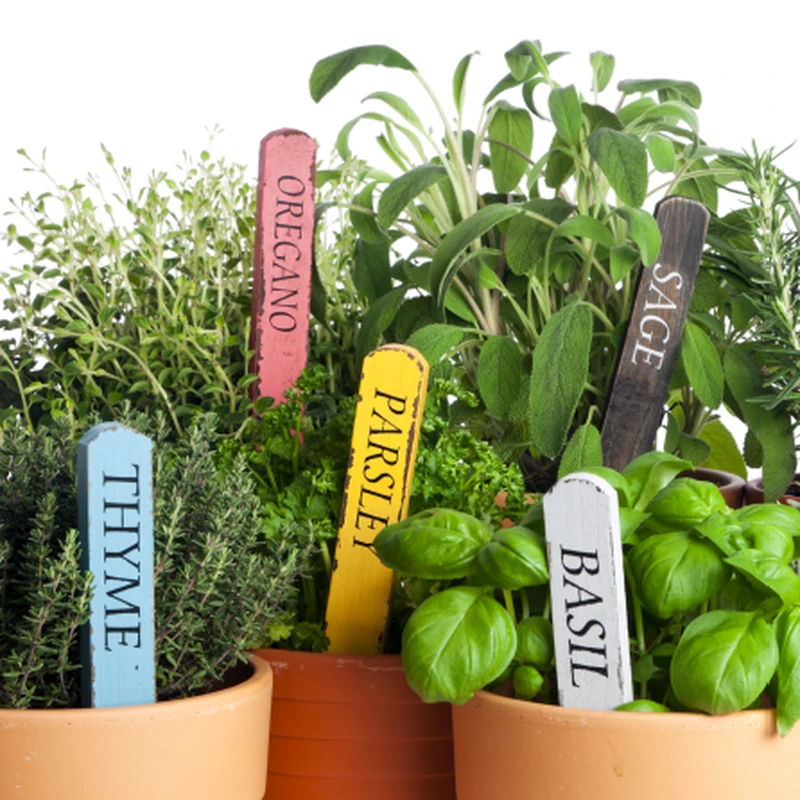 Children planting herbs at Garden to Kitchen